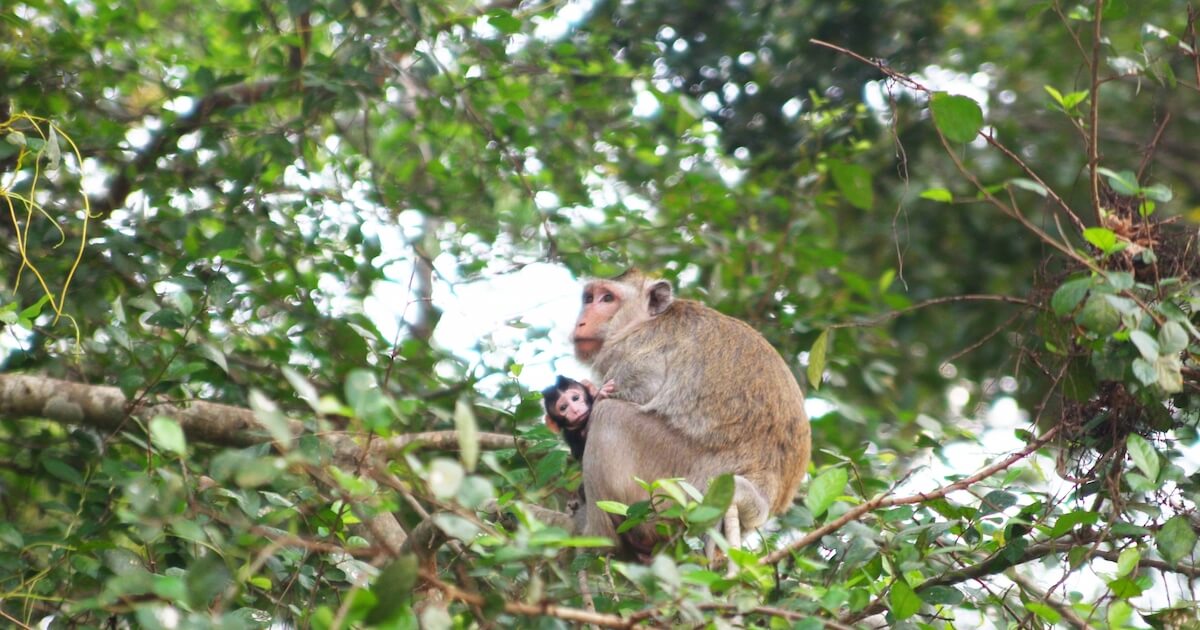 【『種の起源』と『利己的な遺伝子』から学ぶ】人間の特性とハラスメント